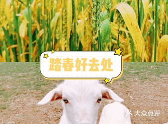 每到春天，家长们都会带孩子去春游吧