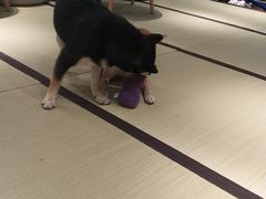 -逗柴咖啡屋·狗咖猫咖宠物桌游