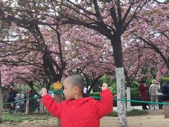 -西安青龙寺遗址景区