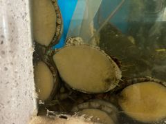 -食神鱼头佛跳墙(百子湾旗舰店)