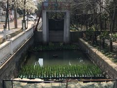 -嘉定紫藤园