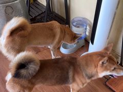 -柴犬高等学院·狗咖·柴犬售卖·宠物训练