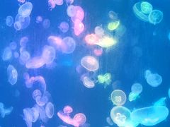-烟台海昌鲸鲨海洋公园