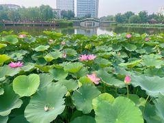 -西海子公园