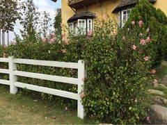 iphone_upload_pic-黄色小屋