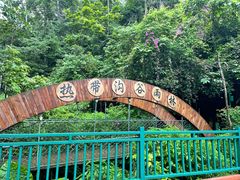 -西双版纳原始森林公园