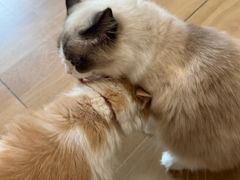 -唐小姐の私宠·宠物洗护美容·撸猫馆·购宠(周浦万达旗舰店)