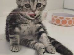 -1013 PET SHOP精品宠物商店(丁香店)