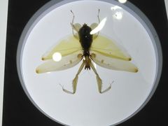 -上海昆虫博物馆