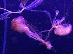 -成都浩海立方海洋公园