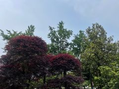 -南山植物园