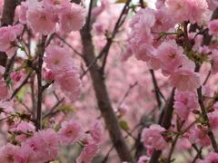 -天适樱花悠乐园