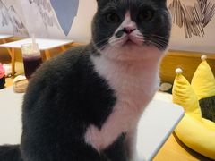 -滚猫咖啡·猫咖·猫友好撸猫(未来城店)