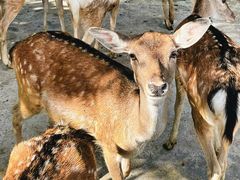 -贵州森林野生动物园