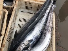 -青岛沙子口国家中心渔港