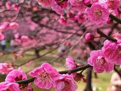 -橘子洲景区