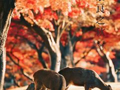 -奈良公园