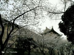 -武汉大学-樱园