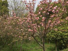 -昆山城市生态森林公园