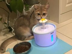 -东方名猫馆·英短金渐层布偶猫舍(环线广场1号楼店)