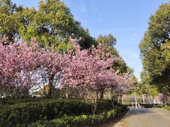 -阳澄湖半岛旅游度假区