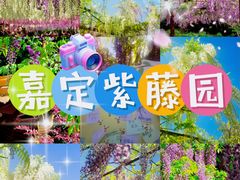 -嘉定紫藤园