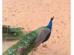 -秦皇岛野生动物园