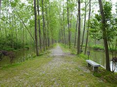 -合肥滨湖国家森林公园