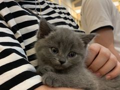 -屋虎猫馆(宝安大仟里店)