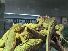 -上海大自然野生昆虫馆(东方明珠·爬宠昆虫探索中心)