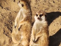 -北京野生动物园