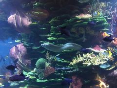 -迪拜帆船酒店海底餐厅