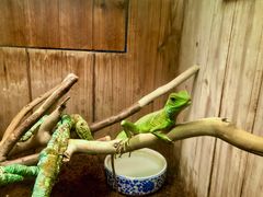 -上海大自然野生昆虫馆(东方明珠·爬宠昆虫探索中心)