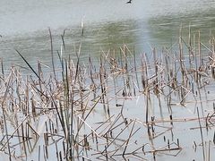 -野鸭湖国家湿地公园