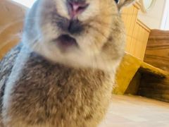 -猫猫幼稚园·撸猫·桌游·电玩