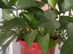 -开口笑·精选水饺