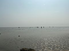 -合肥滨湖国家森林公园