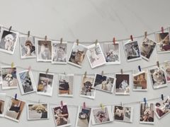 -瑞派康怡24h宠物医院·犬猫医疗中心·微创绝育(瑞景分院)