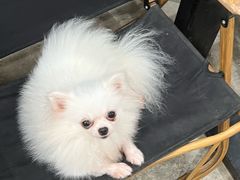 -小狗上班·狗咖·猫咖·小奶狗·摄影(南山店)