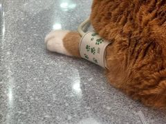 -四月宠物医院·猫专科·心脏专科·内科(转塘店)