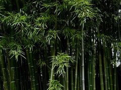 -趵突泉景区