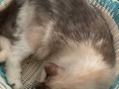-Cappucimeow猫咪咖啡馆(韦伯时代店)