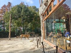 -上海野生动物园老虎餐厅