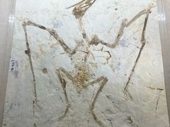 -安徽省地质博物馆