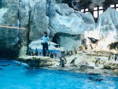 -帝企鹅自助餐厅•儿童岛•真企鹅(长隆企鹅酒店)