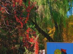 -三里屯东五街银杏大道