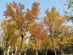 -莲花池公园