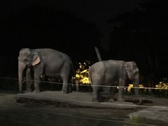 -清迈夜间动物园