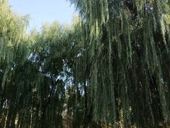 -哈尔滨文化公园