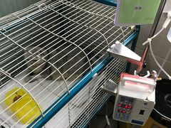 -哆趣宠物医院·眼科·内镜·急重症转诊中心(上海店)